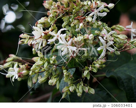 雨に打たれた川辺のクサギ（雨後の臭木の白い花） 106033401