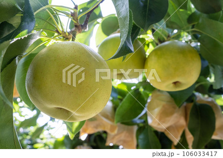 二十世紀梨　(鳥取県湯梨浜町） 106033417