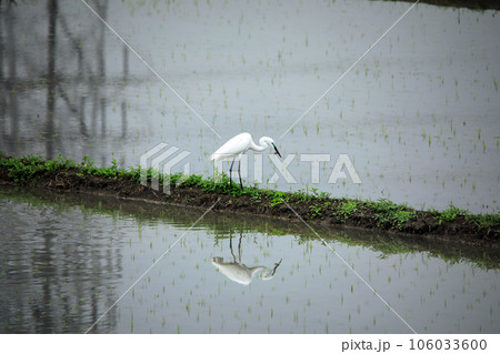 田植え時期の水田にやってきたシラサギ達とその飛翔姿 106033600