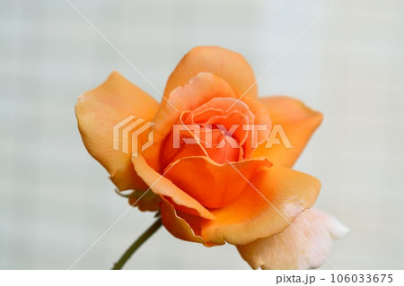 オレンジ色のバラの花（品種：ジャストジョイ） 106033675
