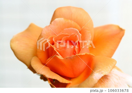 オレンジ色のバラの花（品種：ジャストジョイ） 106033678