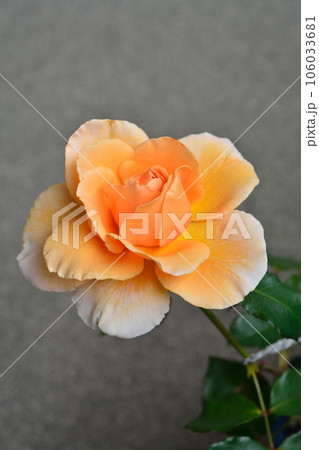 オレンジ色のバラの花(品種:ジャストジョイ) オレンジ色のバラの花(品種:ジャストジョイ) 106033681