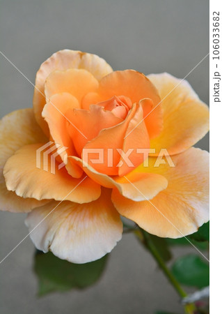 オレンジ色のバラの花(品種:ジャストジョイ) オレンジ色のバラの花(品種:ジャストジョイ) 106033682
