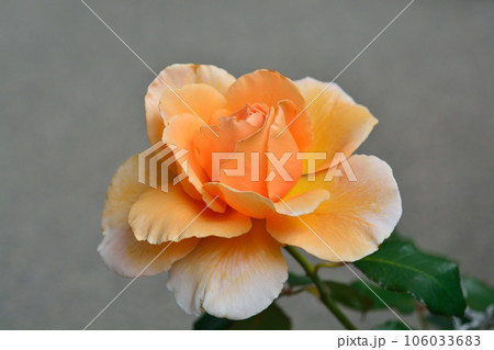 オレンジ色のバラの花（品種：ジャストジョイ） 106033683