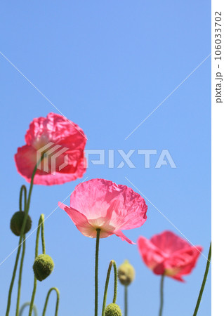 ポピーの花と青空 106033702