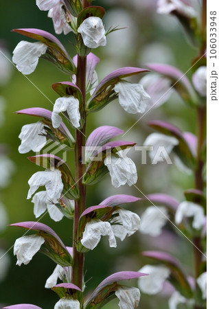 アカンサス・モリス（和名；ハアザミ） 106033948