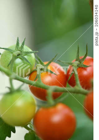 ミニトマトの変化 106034140