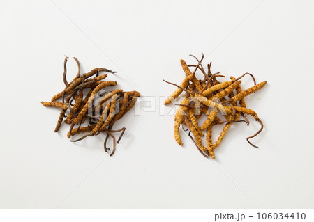 View from above of two pile of Dried Cordyceps Sinensis on white background. Natural cordyceps is hard to get and might be expensive 106034410