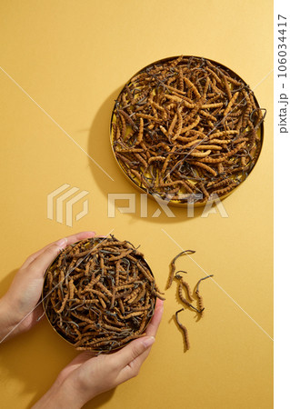 Beautiful female hand model is holding a plate of Dried Cordyceps Sinensis. Cordyceps may also have an effect against fatigue Beautiful female hand model is holding a plate of Dried Cordyceps Sinensis. Cordyceps may also have an effect against fatigue 106034417