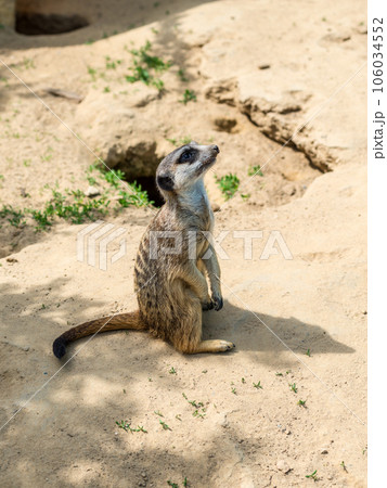 Meerkat in Zoo Bochum, Germany Meerkat in Zoo Bochum, Germany 106034552
