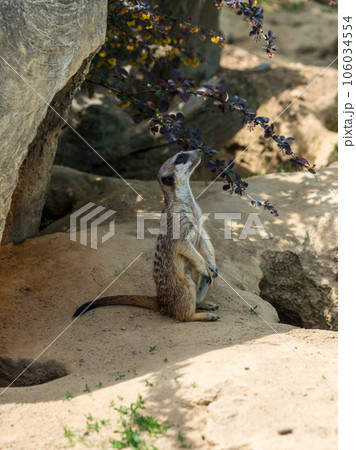 Meerkat in Zoo Bochum, Germany Meerkat in Zoo Bochum, Germany 106034554
