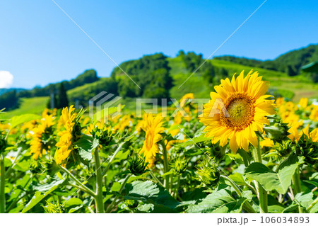 花物語：故郷の夏休み風景 106034893