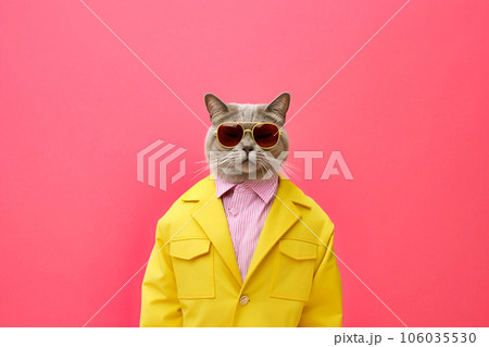 Heavy Cat Anthropomorphic Bright Colors Trendy Coo, Generative AI 106035530