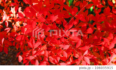 紅葉したドウダンツツジの秋の風景 紅葉したドウダンツツジの秋の風景 106035915