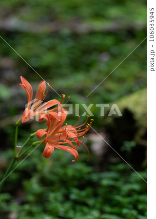 オレンジ色の花 キツネノカミソリ オレンジ色の花 キツネノカミソリ 106035945
