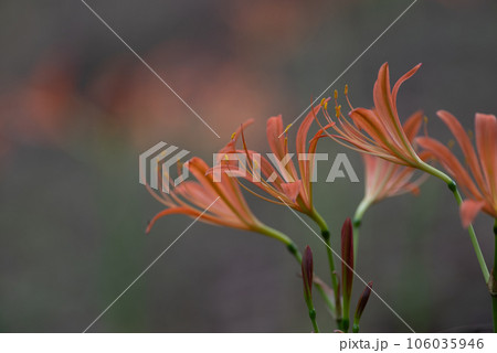 オレンジ色の花 キツネノカミソリ オレンジ色の花 キツネノカミソリ 106035946