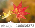 手に持った黄色と赤色の紅葉（もみじ） 106036272