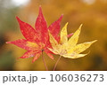 手に持った赤色と黄色の紅葉（もみじ） 106036273