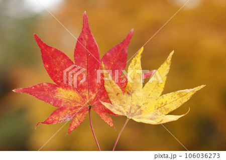 手に持った赤色と黄色の紅葉（もみじ） 106036273