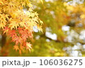 秋らしいもみじの紅葉風景写真 106036275
