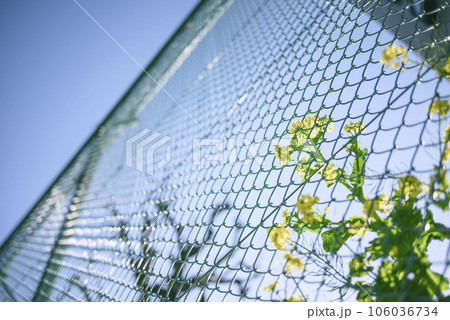 フェンス越しに咲く 菜の花 春の花 イメージ フェンス越しに咲く 菜の花 春の花 イメージ 106036734