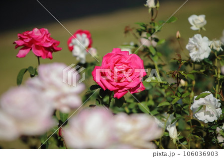 荒尾市 おもやい市民花壇 バラの花、 荒尾市 おもやい市民花壇 バラの花、 106036903