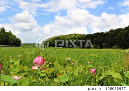 鳩山町愛郷の里ハス池から見た青空に白い曇が浮かぶ真夏の里山風景 鳩山町愛郷の里ハス池から見た青空に白い曇が浮かぶ真夏の里山風景 106036927