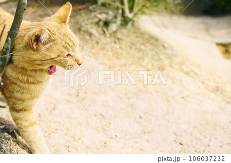 あくびをする野良猫 あくびをする野良猫 106037232