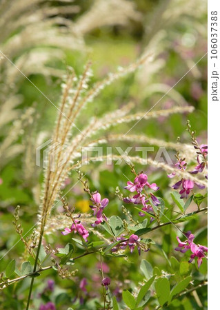 ススキと萩の花 ススキと萩の花 106037388