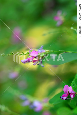 萩の花のクローズアップ 萩の花のクローズアップ 106037389