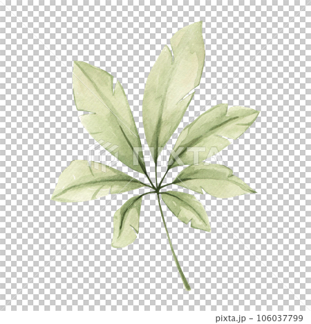 Watercolor tropical leaf isolated on white... - Stock Illustration ...