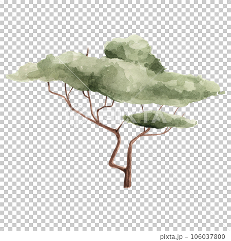 Watercolor safari tree on isolated background. African plant acacia. Clipart design for baby poster, sticker, fabric, nursery room decor, wrapping paper, invitation card Watercolor safari tree on isolated background. African plant acacia. Clipart design for baby poster, sticker, fabric, nursery room decor, wrapping paper, invitation card 106037800