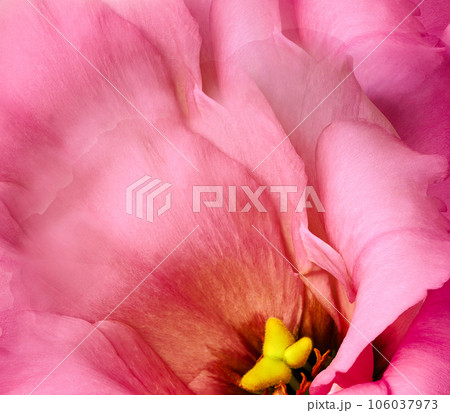 pink rose flower, white isolated background with clipping path. Nature. Closeup no shadows. eustoma flower. 106037973