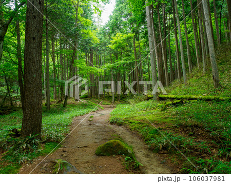 笠取山の癒しの樹林帯 106037981
