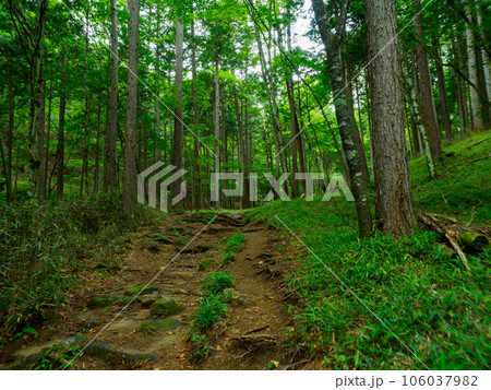 笠取山の癒しの樹林帯 106037982