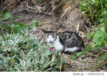 野良猫の子猫 106038233