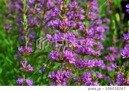 精霊花（しょうりょうばな） 106038267