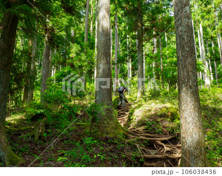 鍋割山の樹林帯 106038436