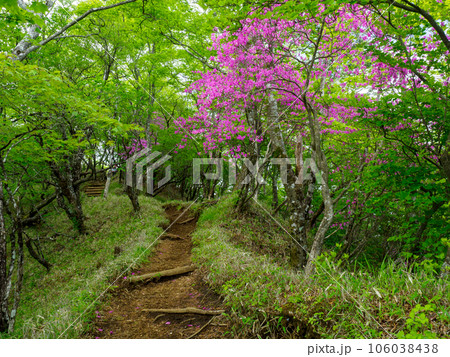 鍋割のツツジ 106038438