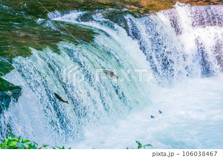（北海道）斜里川さくらの滝　サクラマス・命を繋ぐジャンプ 106038467