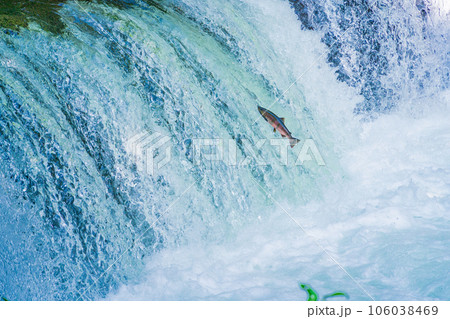 （北海道）斜里川さくらの滝　サクラマス・命を繋ぐジャンプ 106038469