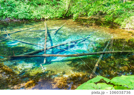 (北海道)神の子池 夏 (北海道)神の子池 夏 106038736