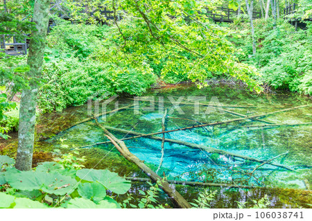 (北海道)神の子池 夏 (北海道)神の子池 夏 106038741