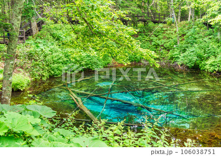 (北海道)神の子池 夏 (北海道)神の子池 夏 106038751