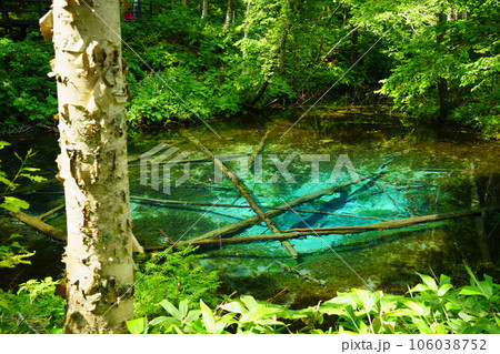 （北海道）神の子池　夏 106038752