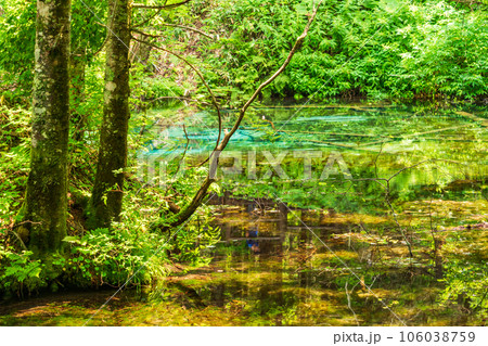 (北海道)神の子池 夏 (北海道)神の子池 夏 106038759