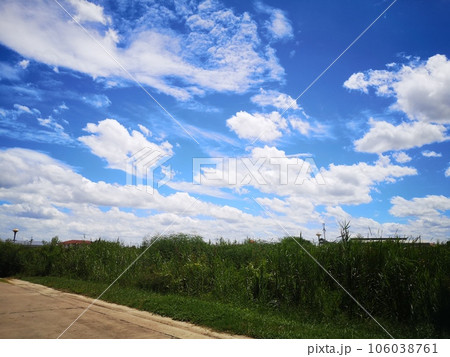 Green meadow and blue sky with white clouds 106038761