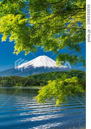 《山梨県》初夏の富士山・新緑の河口湖湖畔 106038856