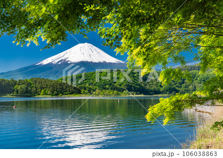 《山梨県》初夏の富士山・新緑の河口湖湖畔 《山梨県》初夏の富士山・新緑の河口湖湖畔 106038863
