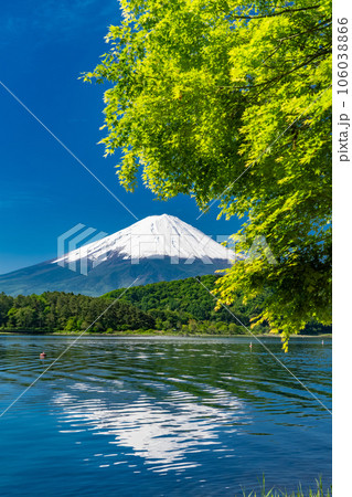 《山梨県》初夏の富士山・新緑の河口湖湖畔 106038866